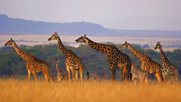 Masai-giraff i alle størrelser på rad mot det bølgende landskapet i Masai Mara, Kenya