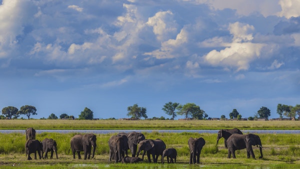 Cumulonimbus stormskyer bygger seg opp bak en gruppe afrikanske elefanter som drikker og bader i sumpmark i regntiden i Chobe nasjonalpark, nord i Botswana, Sør-Afrika.