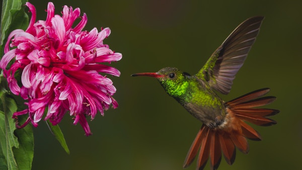 Rufous-tailed brummende fugl, med utspredte halefjær, nærmer seg en blomst