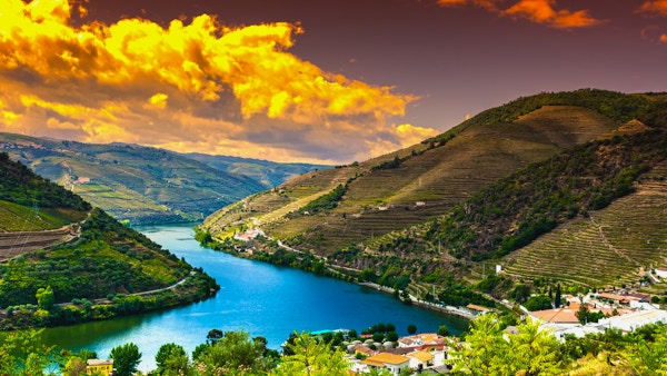 Reis i River Douro-regionen i Portugal blant vingårder og olivenlunder. Vinbruk i de portugisiske landsbyene ved soloppgang