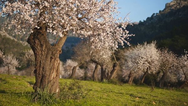 Almond tree field på Mallorca, Balearene, Spania.