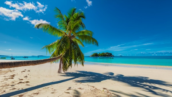 Hvit sandstrand, turkist hav og en palme som strekker seg utover.