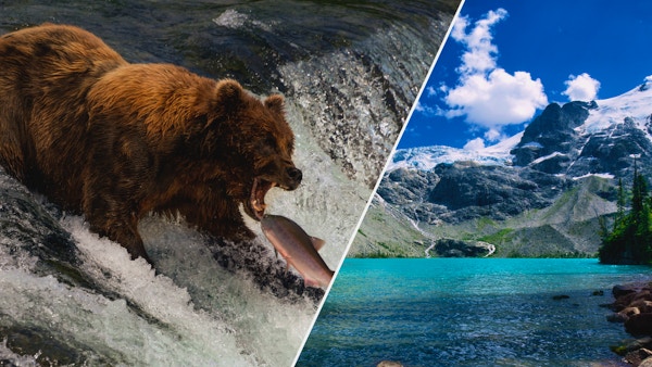 Grizzlybjørn og vakker natur i Canada.