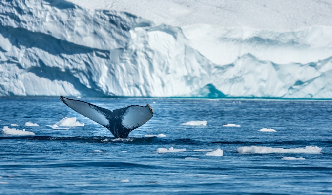 Pukkelhval som fôrer i det rike isvannet blant gigantiske isfjell ved munningen av Isfjorden, Ilulissat, Grønland
