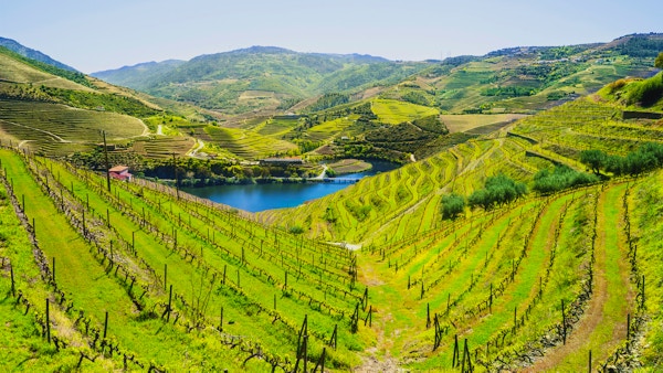 Vingårder og landskap rundt Douro-elven, Portugal