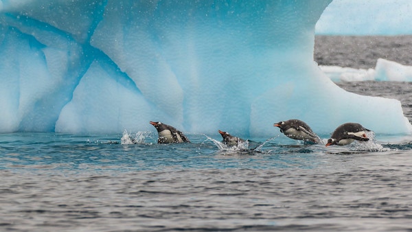 Pingviner av slaget gentoo svømmer og er på vei et sted i Antarktis