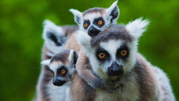 nærbilde av en ringhalelemur med sine søte babyer (Lemur catta)