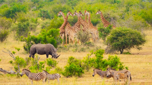 Afrikansk landskap som skapt for en reklame. Safaridyr på savannen. Kruger nasjonalpark, Sør-Afrika.