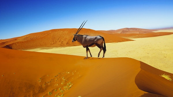 Vandrende klit av Sossuvlei i Namibia med Oryx som går på den
