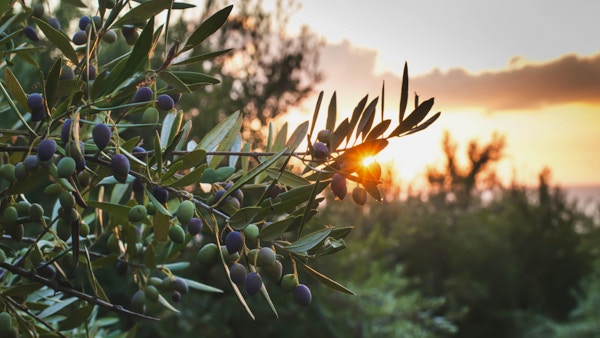 Oliventrær ved solnedgang, Albania.