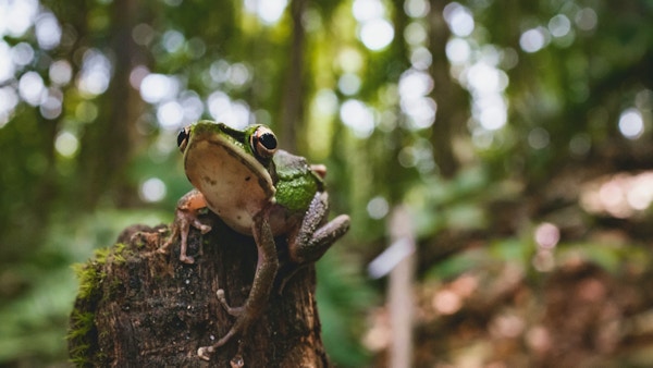 Grønn frosk som sitter på en stubbe i regnskogen