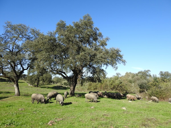 Brunfargede griser gresser og spiser nøtter under flere trær