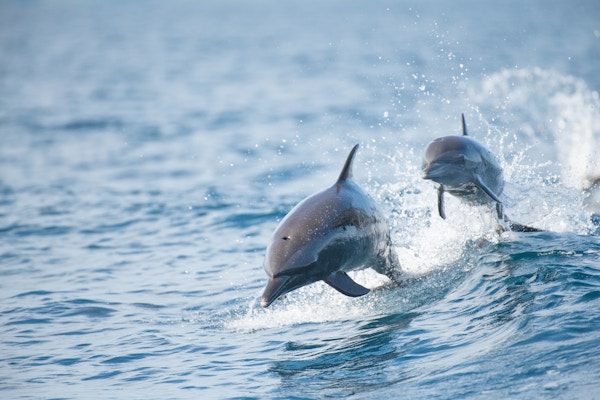 To delfiner over havoverflaten.