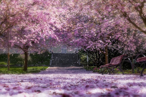 Gangvei i park dekket av rosa kirsebærblomster og blomstrende trær på hver side.
