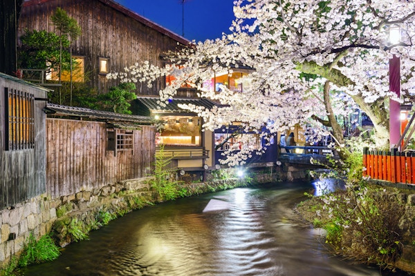 Kyoto, Japan ved Shirakawa-elven i løpet av våren kirsebærblomstring sesongen.