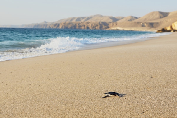 Skilpadde på vei over stranden i havet. Ras Al Jinz, Sultanat av Oman.