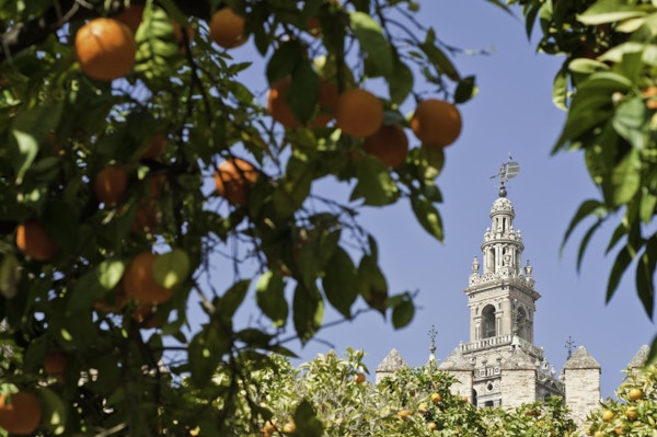 Sevilla appelsiner