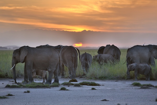 Afrikanske elefanter i solnedgang i Kenya. Elefantkalvene er virkelig slitne og hviler, mens de voksne elefantene følger med.