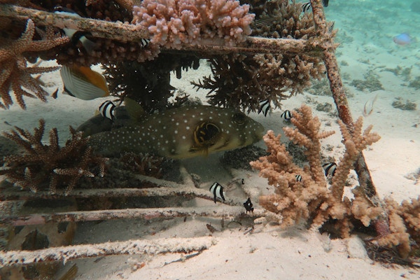 Koraller plantet og en fisk svømmer rett over sandbunn