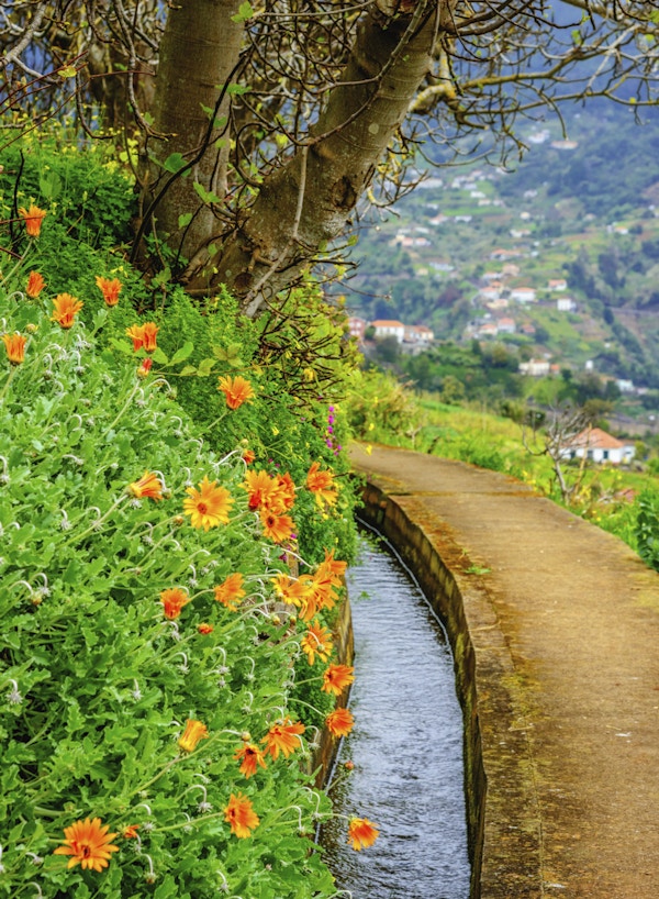 Liten elv i fargerike Madeira