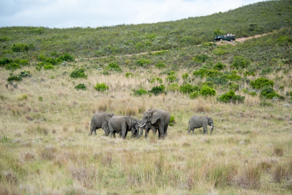 Elephant pack gondwana