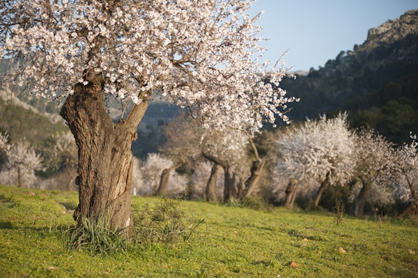 Almond tree field på Mallorca, Balearene, Spania.