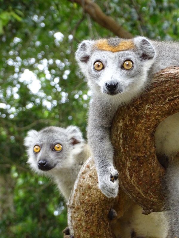To lemurer som har en mørkere pels i pannen som ser ut som en krone