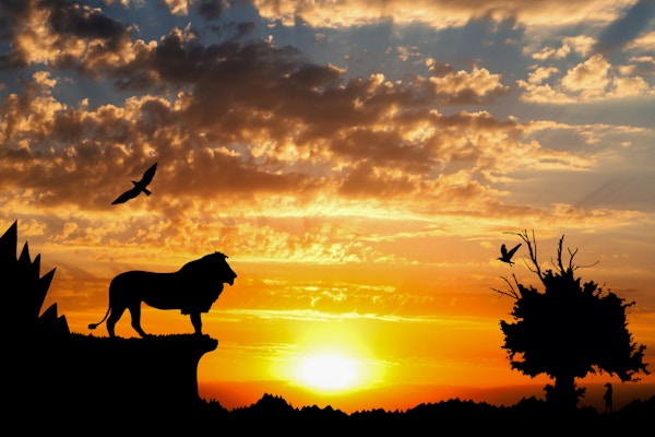 Jungel med fjell, et gammelt tre, fugler, løve og en surikat med en gylden solnedgang i bakgrunnen
