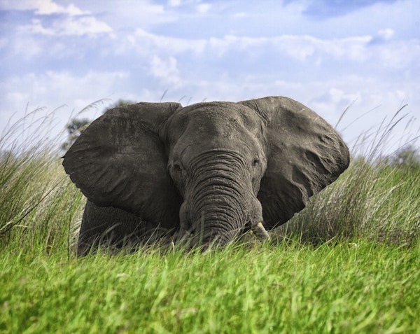 Elefantmøte i dypt gress i Okavangodelta