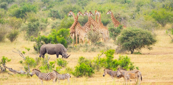 Afrikansk landskap som skapt for en reklame. Safaridyr på savannen. Kruger nasjonalpark, Sør-Afrika.