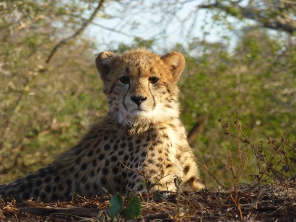 Nærbilde av ung gepard.