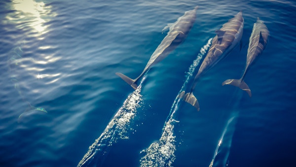 En flokk med delfiner som svømmer foran en båt