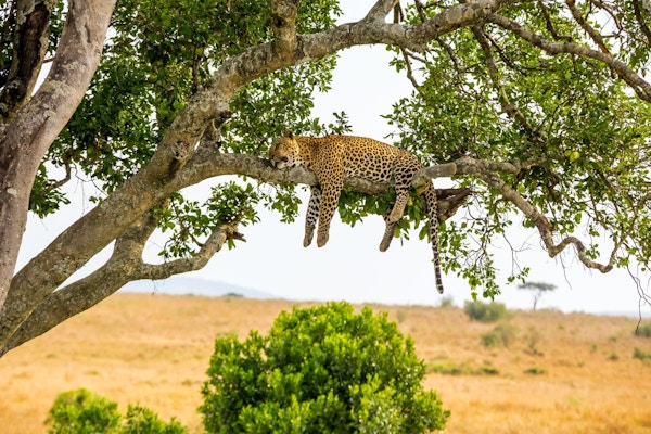 Leopard ligger og sover på en grein oppe i et tre.
