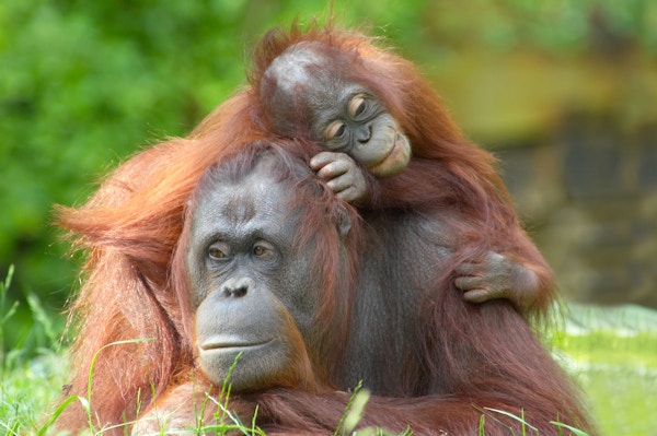 mor orangutang med den søte babyen sin