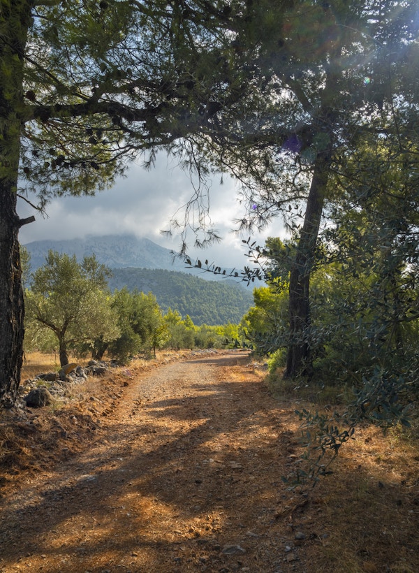 En landevei og cumulusskyer i en furuskog på øya Evia i Hellas