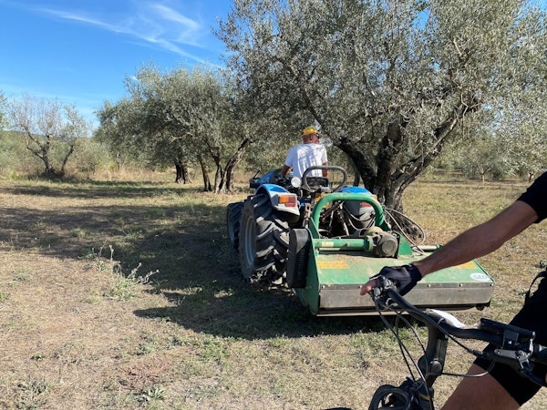 Gammel traktor med fører i en olivenlund, en sykkel skimtes i forgrunnen