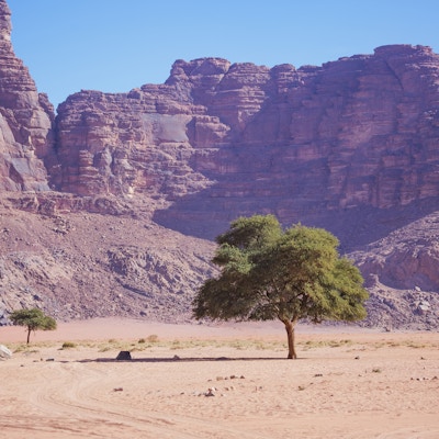 Ensomt tre i Wadi Ram-ørkenen. Jordan-landskapet