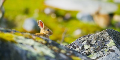Søt kanin i høst som sitter i gresset bak steiner. Europeisk kanin eller vanlig kanin, Oryctolagus cuniculus, skjult gress. Morgensol.