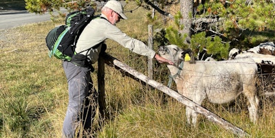 En mann på vandretur strekker seg over et gjerde og klør en takknemlig kalv under haka