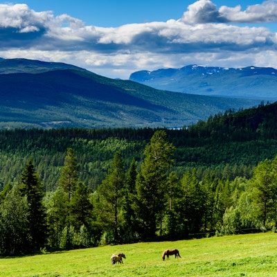 Utsikt over Espedalen med grønne skogsområder og fjell i bakgrunnen bak to hester som går på beite