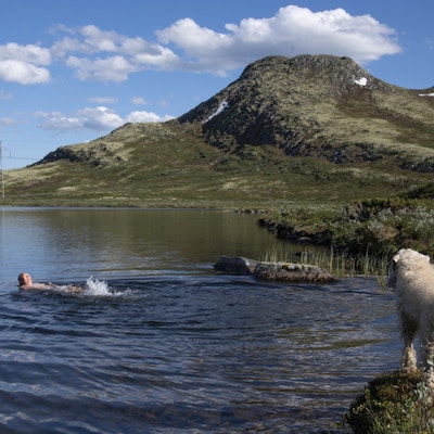 En mann bader i en innsjø foran en fjelltopp mens hunden ser på fra land