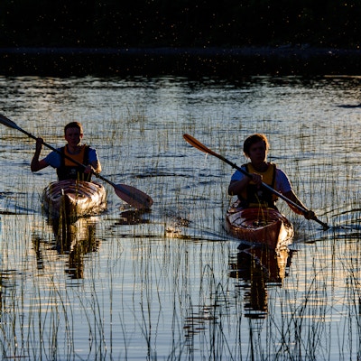 To personer padler hver sin kajakk gjennom sivet i en innsjø