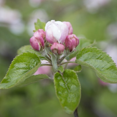 Rosa og hvit epleblomst med rosa knopper og grønne blader