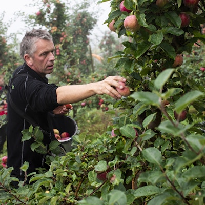 En mann høster epler fra trærne i Hardanger