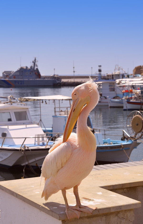 En rosa pelikan er en vanlig besøkende i Pafos havn på Kypros