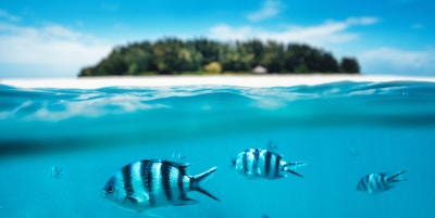 Gruppe av sebrafisker som svømmer i havet. Kombinert utsikt under vannet og på overflaten. Bakgrunn: Uklar Mnemba-øya som er en del av Zanzibar-øygruppen (Tanzania, Afrika),