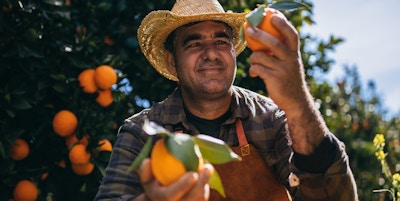 Bonde som holder og undersøker modne appelsiner for sykdom i appelsintrær i løpet av høsteperioden