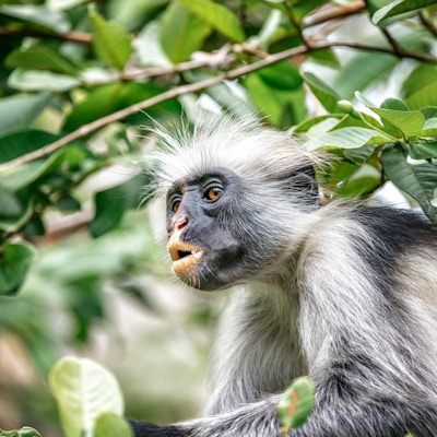 Nærbilde av rød colobus-ape i trærne i Zanzibar regnskog