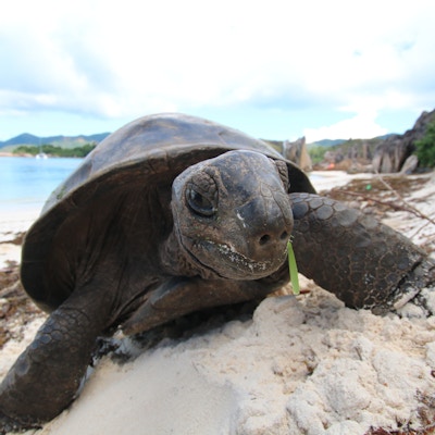 Aldabra Giant Tortoise (Dipsochelys gigantea) er den siste overlevende gigantiske skilpadde arten, som en gang bodde noen øyer i Indiahavet. Skjøtselen når rundt 120 cm i lengde og ca 250 kg. Skilpadden kan leve over 100 år. Aldabra på Mauritius er avledet fra besteforeldre lager importert fra Seychellene i 1880-årene.