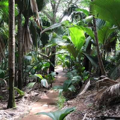 Vallé de Mai-skogen på Seychellene, Det indiske hav, Afrika.